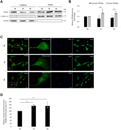 Fig. 9.