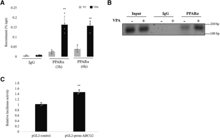 Fig. 10.