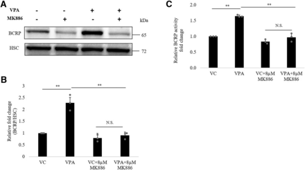 Fig. 7.