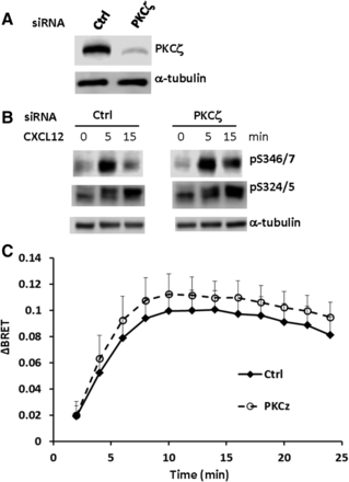 Fig. 9.