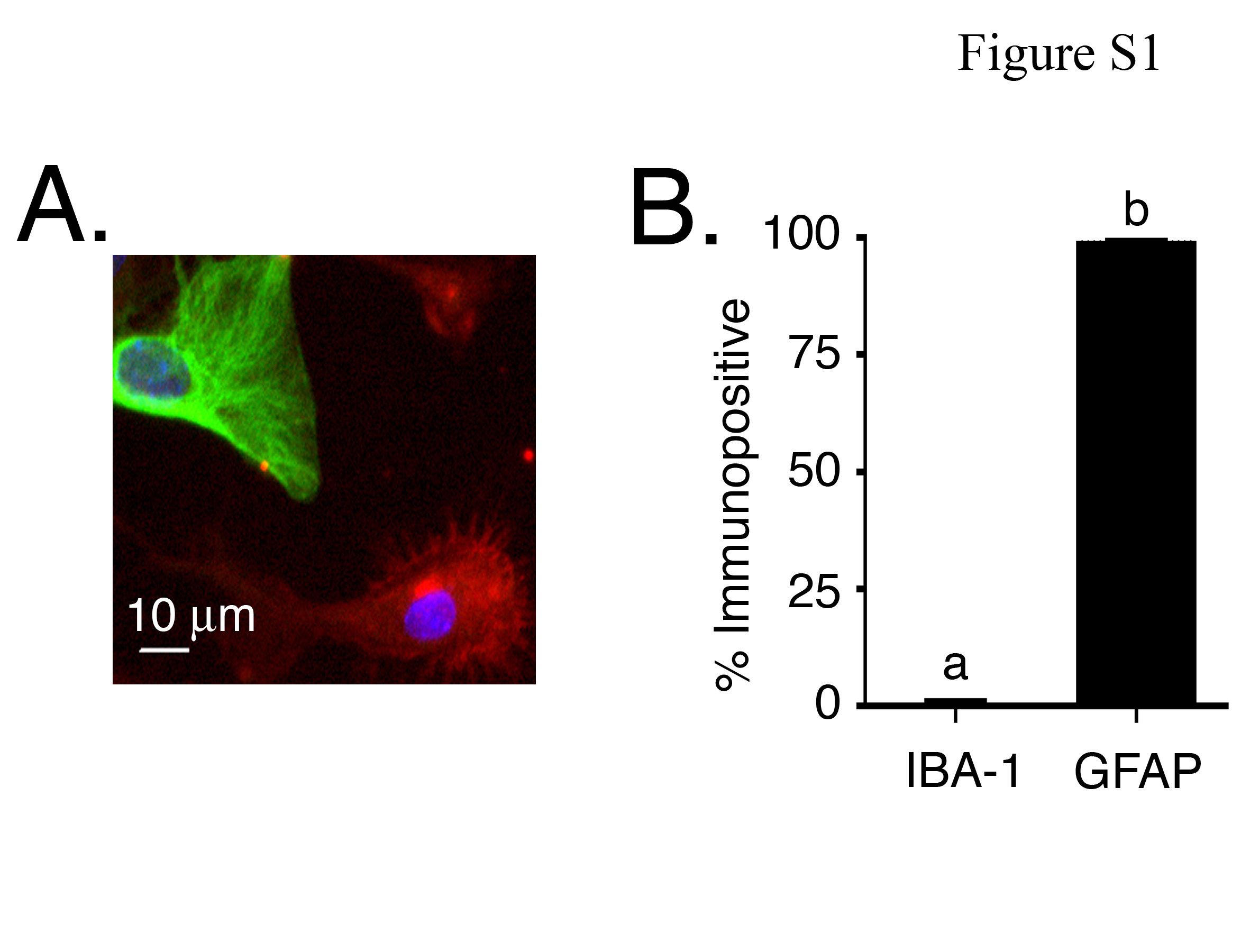 Neuron Immunofluorescence