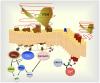 The Follitropin Receptor: Matching Structure and Function