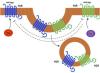 Current Knowledge and Perspectives on Histamine H<sub>1</sub> and H<sub>2</sub> Receptor Pharmacology: Functional Selectivity, Receptor Crosstalk, and Repositioning of Classic Histaminergic Ligands