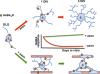 Axon-to-Glia Interaction Regulates GABA<sub>A</sub> Receptor Expression in Oligodendrocytes