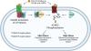 Atypical Chemokine Receptor 3 “Senses” CXC Chemokine Receptor 4 Activation Through GPCR Kinase Phosphorylation