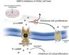 Identification of MRP4/ABCC4 as a Target for Reducing the Proliferation of Pancreatic Ductal Adenocarcinoma Cells by Modulating the cAMP Efflux