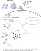 Targeting Cyclophilin A and CD147 to Inhibit Replication of Severe Acute Respiratory Syndrome Coronavirus 2 (SARS-CoV-2) and SARS-CoV-2–Induced Inflammation