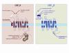 Corticotropin-Releasing Factor Receptors and Their Interacting Proteins: Functional Consequences