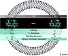 Neutral Diclofenac Causes Remarkable Changes in Phosphatidylcholine Bilayers: Relevance for Gastric Toxicity Mechanisms