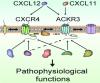 CXCR4/ACKR3 Phosphorylation and Recruitment of Interacting Proteins: Key Mechanisms Regulating Their Functional Status