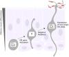 Monogenic and Monoallelic Expression of Odorant Receptors