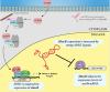 In Vivo Characterization of an AHR-Dependent Long Noncoding RNA Required for Proper <em>Sox9b</em> Expression