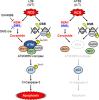 Nuclear Ceramide Is Associated with Ataxia Telangiectasia Mutated Activation in the Neocarzinostatin-Induced Apoptosis of Lymphoblastoid Cells