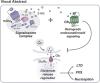 Dissecting the Signaling Pathways Involved in the Crosstalk between Metabotropic Glutamate 5 and Cannabinoid Type 1 Receptors