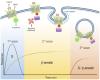 The Multiple Waves of Cannabinoid 1 Receptor Signaling