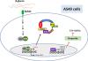 Yeast <em>β</em>-glucan Increases Etoposide Sensitivity in Lung Cancer Cell Line A549 by Suppressing Nuclear Factor Erythroid 2-Related Factor 2 via the Noncanonical Nuclear Factor Kappa B Pathway