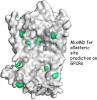 Application of Mixed-Solvent Molecular Dynamics Simulations for Prediction of Allosteric Sites on G Protein–Coupled Receptors