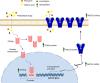 Valproic Acid-Induced Upregulation of Multidrug Efflux Transporter ABCG2/BCRP via PPAR<em>α</em>-Dependent Mechanism in Human Brain Endothelial Cells