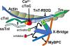 Effects of Sarcomere Activators and Inhibitors Targeting Myosin Cross-Bridges on Ca<sup>2+</sup>-Activation of Mature and Immature Mouse Cardiac Myofilaments