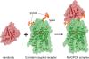 The Impact of Nanobodies on G Protein–Coupled Receptor Structural Biology and Their Potential as Therapeutic Agents