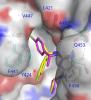 Structural Asymmetry of Phosphodiesterase-9A and a Unique Pocket for Selective Binding of a Potent Enantiomeric Inhibitor