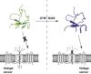 Rational Engineering Defines a Molecular Switch That Is Essential for Activity of Spider-Venom Peptides against the Analgesics Target Na<sub>V</sub>1.7