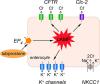 Lubiprostone is a Non-Selective Activator of cAMP-Gated Ion Channels and Chloride Channel Protein 2 (Clc-2) Has a Minor Role in its Prosecretory Effect in Intestinal Epithelial Cells