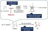 Alkannin Attenuates Amyloid <em>β</em> Aggregation and Alzheimer’s Disease Pathology