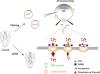 Molecular and Functional Characterization of GABA Receptor Subunits GRD and LCCH3 from Human Louse <em>Pediculus Humanus Humanus</em>