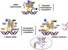 Active-Site Tryptophan, the Target of Antineoplastic C-Terminal Binding Protein Inhibitors, Mediates Inhibitor Disruption of CtBP Oligomerization and Transcription Coregulatory Activities