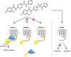 Activation of the Orphan G Protein–Coupled Receptor GPR27 by Surrogate Ligands Promotes <em>β</em>-Arrestin 2 Recruitment
