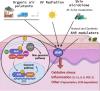 Aryl Hydrocarbon Receptor as a Therapeutical Target of Environmentally Induced Skin Conditions